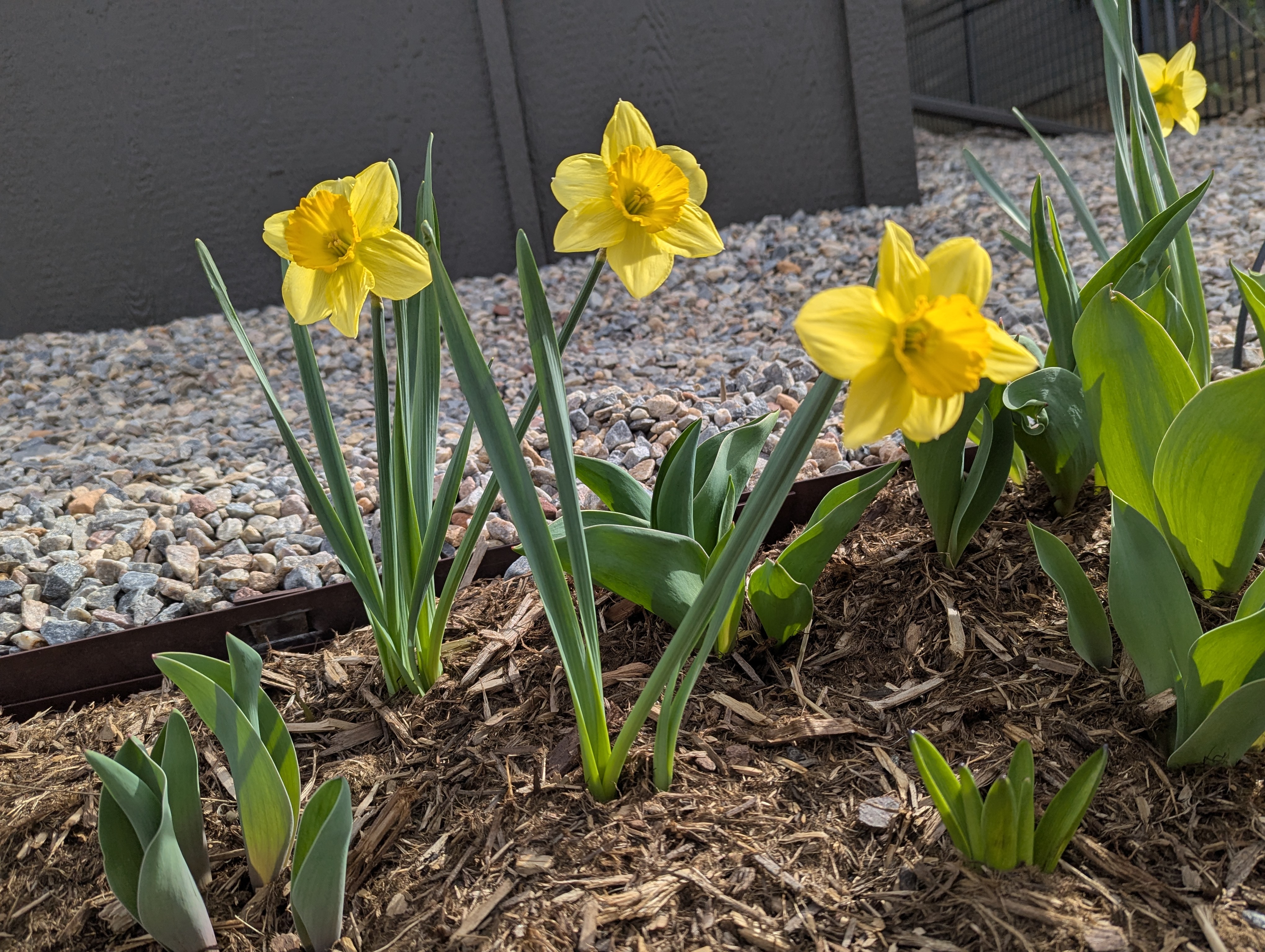 Garden, Flowers, Morrison, Colorado